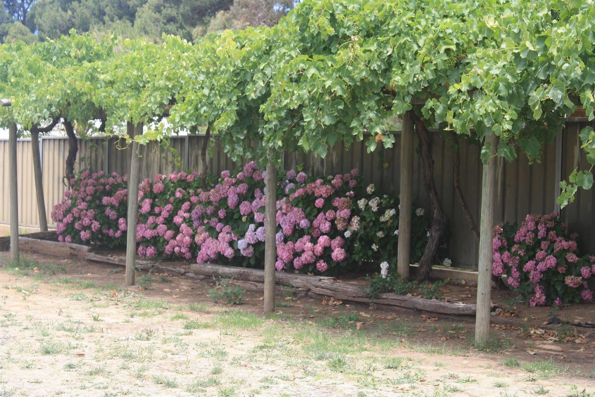 Angaston Vineyards Motel Exterior foto
